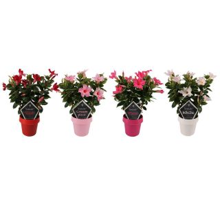 DIPLADENIJA NA OPORI L14 CM