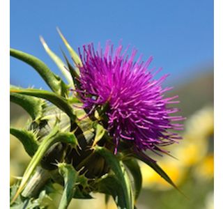 PEGASTI BADELJ L10 CM