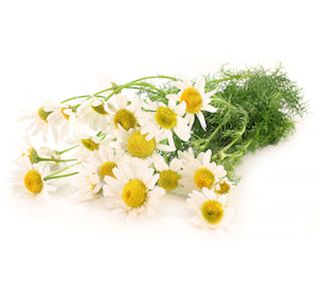 PRAVA KAMILICA L10 CM