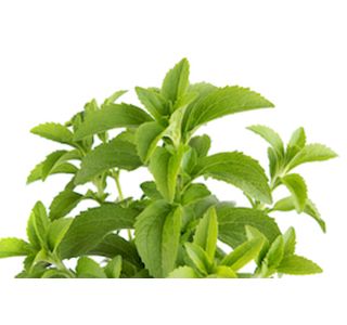 STEVIA L10 CM