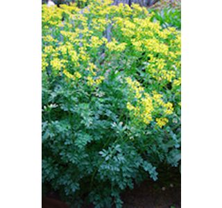 VINSKA RUTICA L10 CM