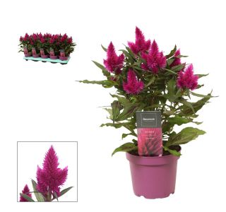 ENOLETNICA CELOSIA DEEP PURPLE L12 CM