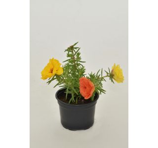 ENOLETNICA PORTULACA GRANDIFLORA L9