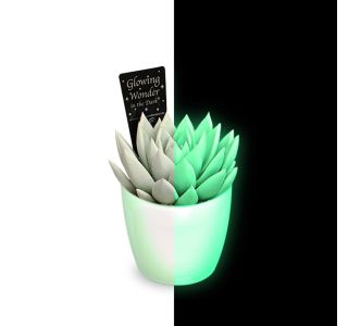 EŠEVERIJA MIRANDA GLOWING WONDER L8.5 CM