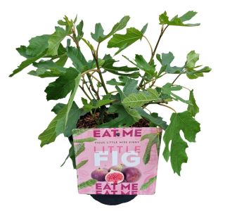 FIGA LITTLE MISS FIGGY L3 L