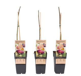 FIGA BROWN TURKEY L2 L (