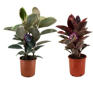 FIKUS ELASTICA MIX L24 CM