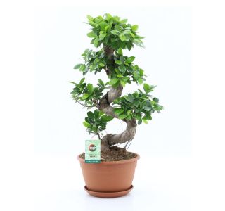 GINSENG S OBLIKA L27 CM