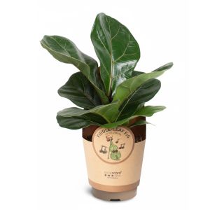 LIRASTI (LYRATA) L11 CM