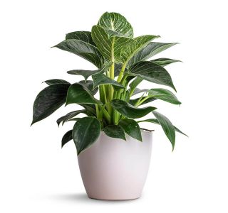 FILODENDRON WHITE STRIPE L12 CM