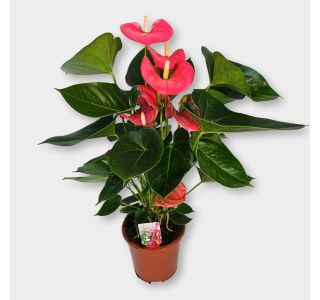 FLAMINGOVEC ARISA PINK L17 CM