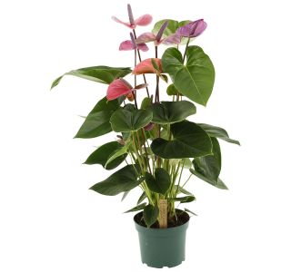 FLAMINGOVEC CAVALLI L17 CM