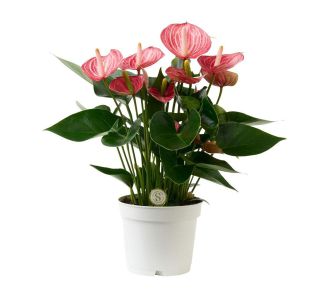 FLAMINGOVEC LIVIUM BRILJANTE L12 CM