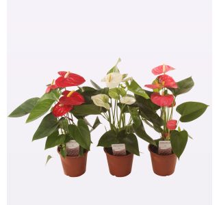 FLAMINGOVEC MIX 3 BARVNI L12 CM