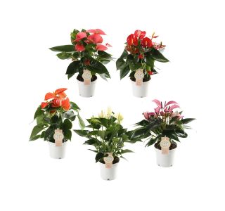 FLAMINGOVEC MIX 5 BARVNI L12 CM