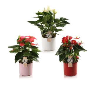 FLAMINGOVEC V OKRASNEM LONČKU BARI L12 CM