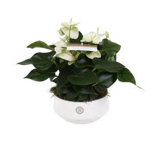 V OKRASNI SKLEDI LUCCA L17 CM