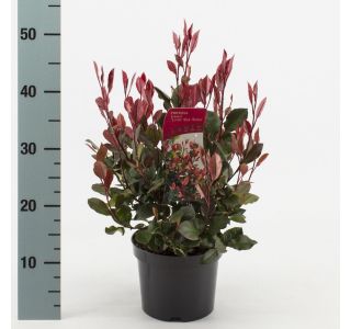 FOTINIJA FRAS. LITTLE RED ROBIN L 2L