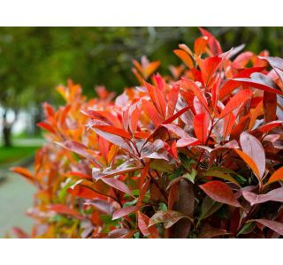 FOTINIJA FRAS. LITTLE RED ROBIN L17 CM FOTINIJA FRAS. LITTLE RED ROBIN L17 CM