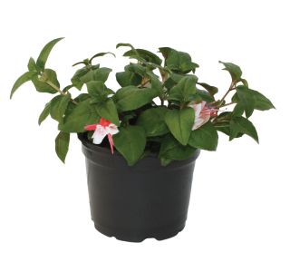 FUKSIJA HYBRIDA VISEČA L12 FUKSIJA HYBRIDA VISEČA L12