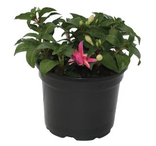 FUKSIJA POKONČNA L12 FUKSIJA POKONČNA L12