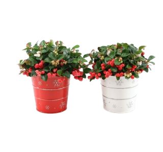 BIG BERRY OKRASN. LON. X-MAS L14 CM