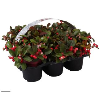 BIG BERRY SIX PACK (6/1)