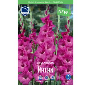 GLADIOLA LEFEBER NATAN 10KOS