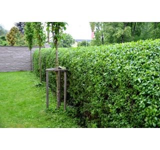 GRMOVNICA OKRASNA V LIST. LIGUSTER L18 V70 GRMOVNICA OKRASNA V LIST. LIGUSTER L18 V70