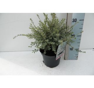 GRMOVNICA OKRASNA V LIST. LONICERA SILVER BEAUTY L17 GRMOVNICA OKRASNA V LIST. LONICERA SILVER BEAUTY L17