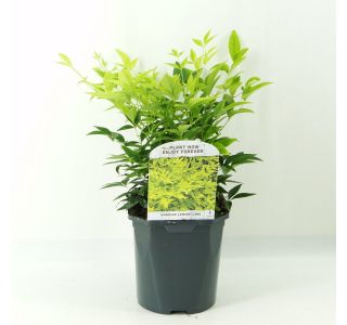 GRMOVNICA OKRASNA V LIST. NANDINA DOM. LEMON LIME L 2L