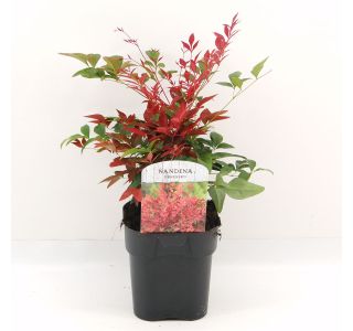 GRMOVNICA OKRASNA V LIST. NANDINA DOM. OBSESSED L 2L