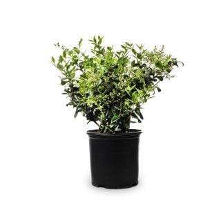 GRMOVNICA OKRASNA V LIST. NAVADNA KALINA GRMOVNICA OKRASNA V LIST. NAVADNA KALINA