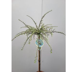 GRMOVNICA OKRASNA V LIST. PANEŠPLJICA ATROP. VARIEGATUS NA DEBLU L4 L GRMOVNICA OKRASNA V LIST. PANEŠPLJICA ATROP. VARIEGATUS NA DEBLU L4 L