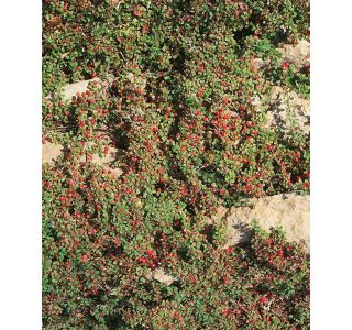 GRMOVNICA OKRASNA V LIST. POLEGLA PANEŠPLJA COOPER L9 GRMOVNICA OKRASNA V LIST. POLEGLA PANEŠPLJA COOPER L9