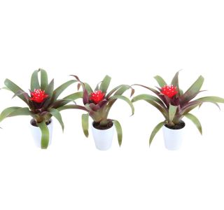 HOPE V OKRASNEM LON. L6 CM