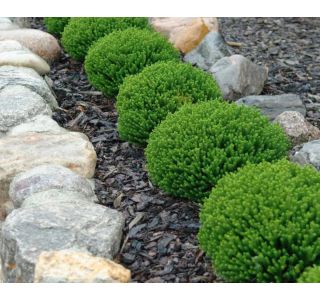 HEBA GREEN GLOBE L12 CM HEBA GREEN GLOBE L12 CM