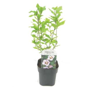 HIBISKUS SIRSKI, HAMABO L17