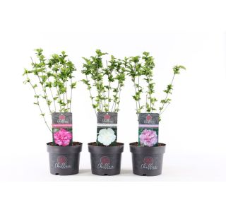 HIBISKUS Z DVOJNIMI CVETOVI (CHIFFON) L19 CM