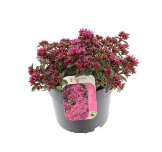 (SEDUM SPURIUM DEEP ROSE) L17 CM
