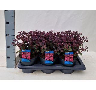 (SEDUM TELEPHIUM DEEP ROSE) L17 CM