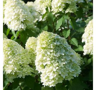HORTENZIJA LATASTA LIMELIGHT L19 CM