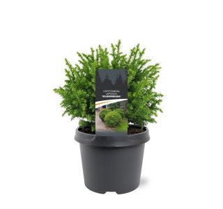 IGLAVEC CRYPTOMERIA VILMORINIANA L3 L