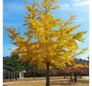 IGLAVEC GINKGO BILOBA L3 L