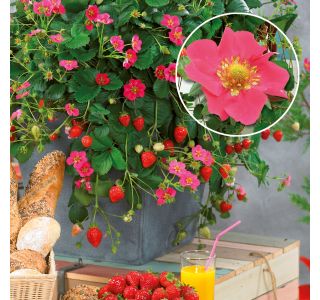 JAGODA VOLMARY ELAN L11 MESEČNA JAGODA FRAGARIA ANANASSA