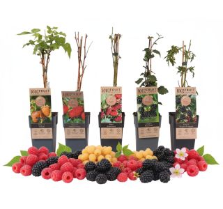 JAGODIČEVJE MIX (MALINE IN ROBIDE) L2 L JAGODIČEVJE MIX (MALINE IN ROBIDE) L2 L