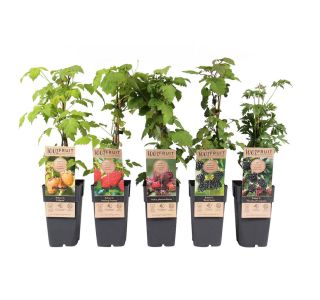 JAGODIČEVJE MIX (MALINE IN ROBIDE) L2 L