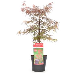 JAVOR ACER FIRECRACKER L7.5 L