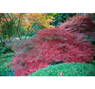 JAVOR ACER GARNET 7.5 LITER