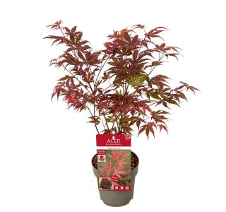 JAVOR JAPONSKI ARTROPURPUREUM L15 CM